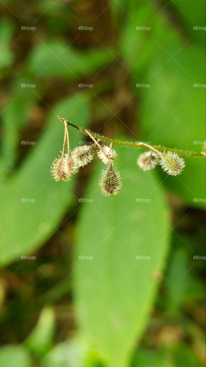 The berth of a prickly bush