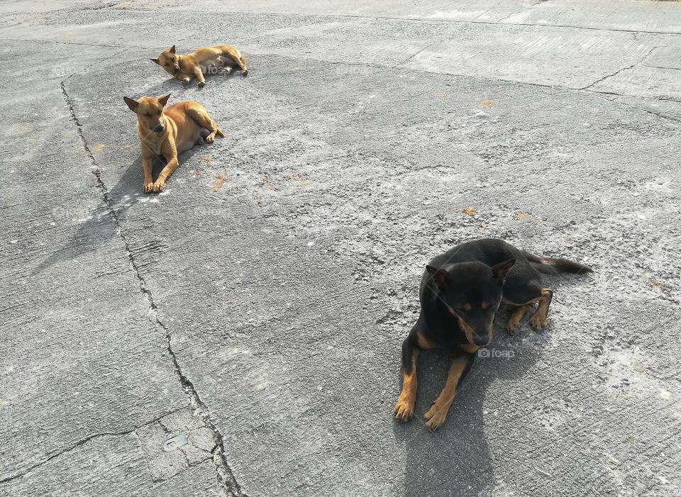 Three dogs sit down on the concrete floor. Lovely pets.