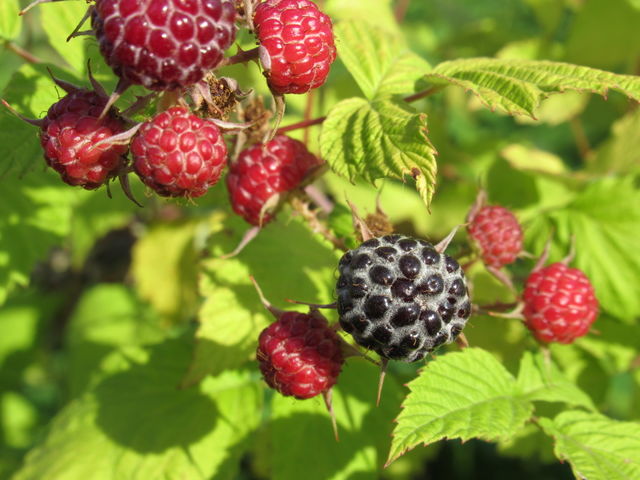 American raspberry Cumberland has a pleasant sweet taste and great aroma, and thanks to a rich set of vitamins, it is also very good for health.