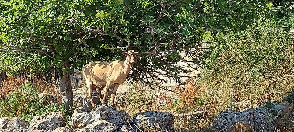 Goat Crete Greece