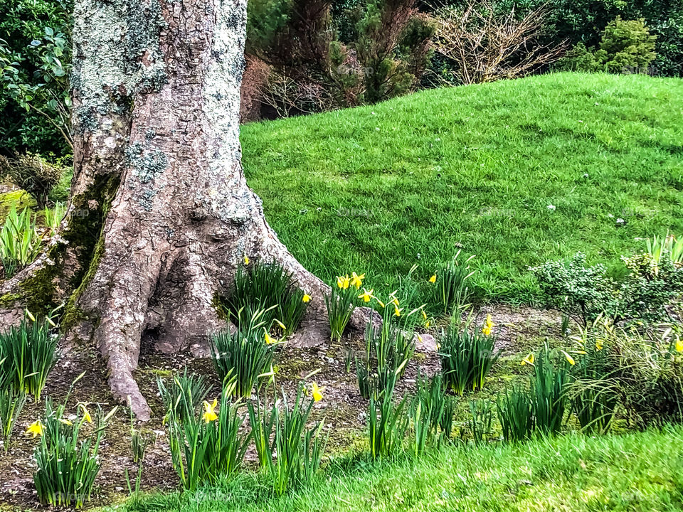 Early daffodils