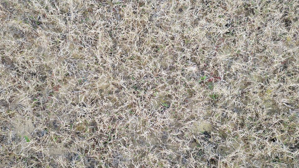 full frame shot of dry grass