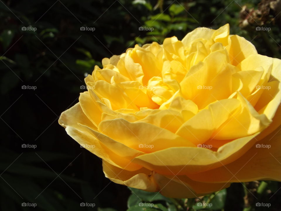 Yellow Rose