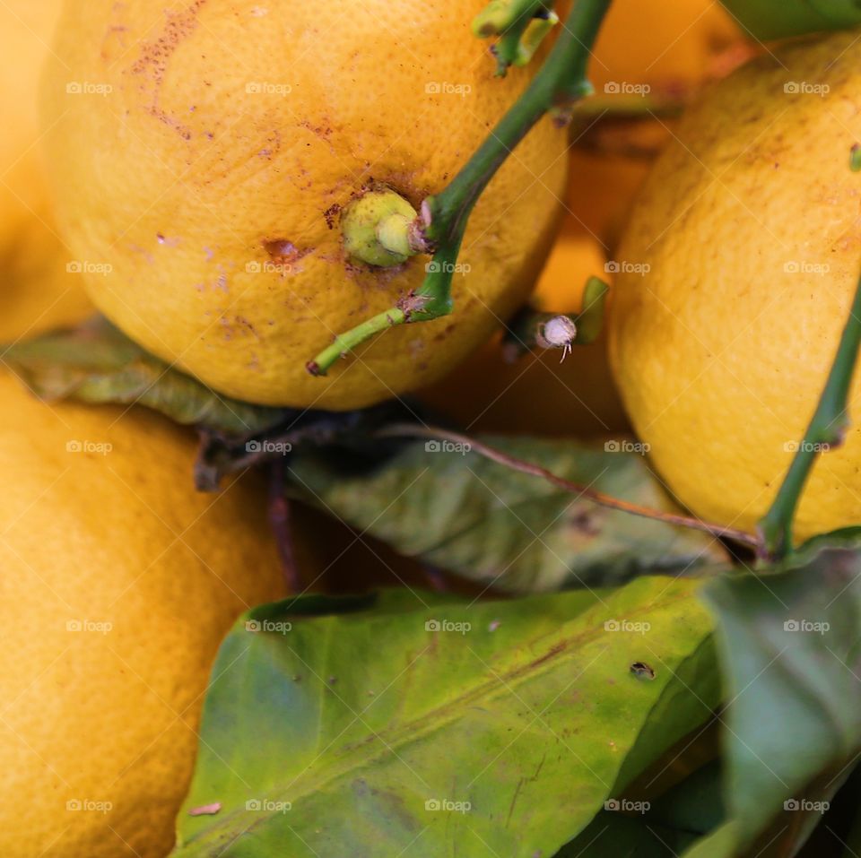 Natural lemon with leaves and branches