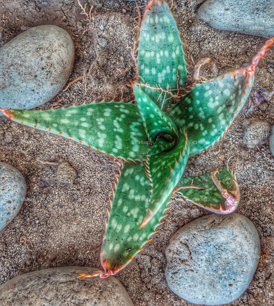 Aloe