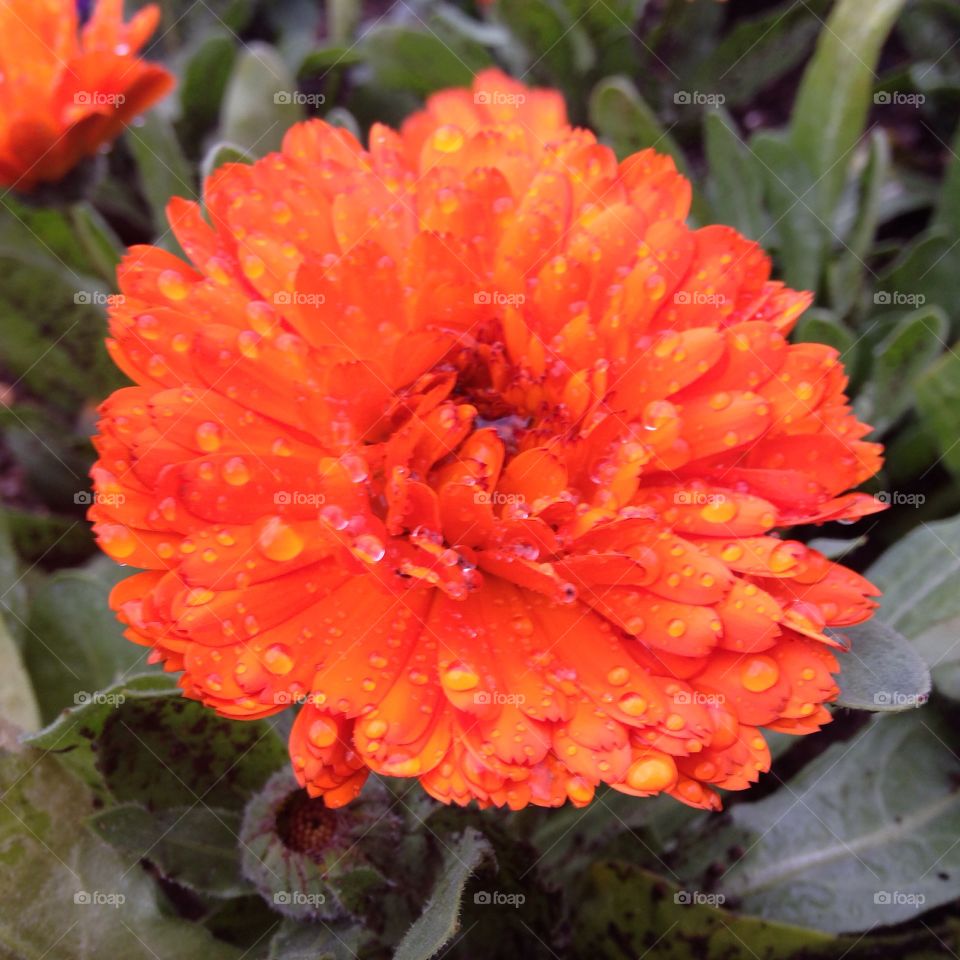 Orange color flower