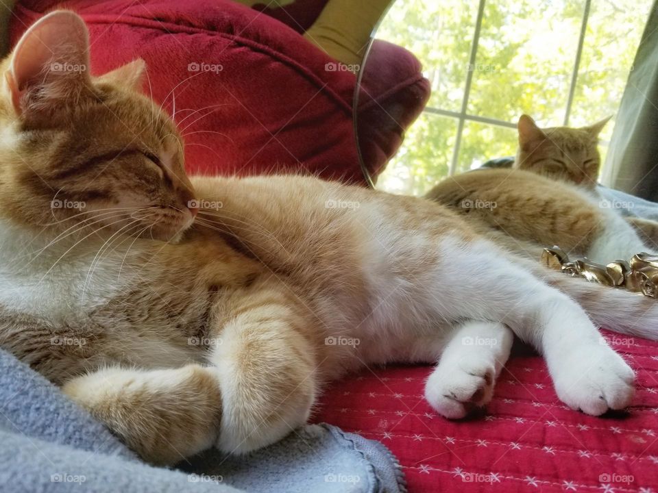 Sleepy Kitty with Reflection in a Mirror