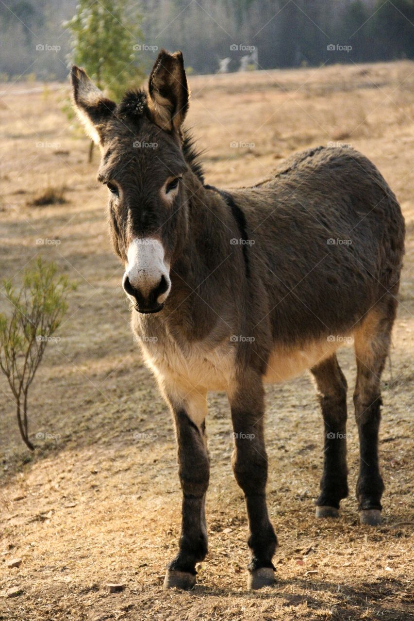 Glorious mother nature. This beautiful donkey was shy, but stood long enough to pose for the photo