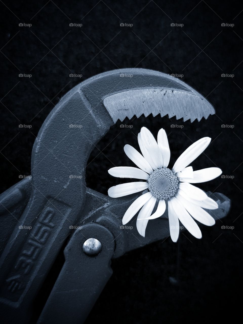 Ticks (tool) and chamomile flower