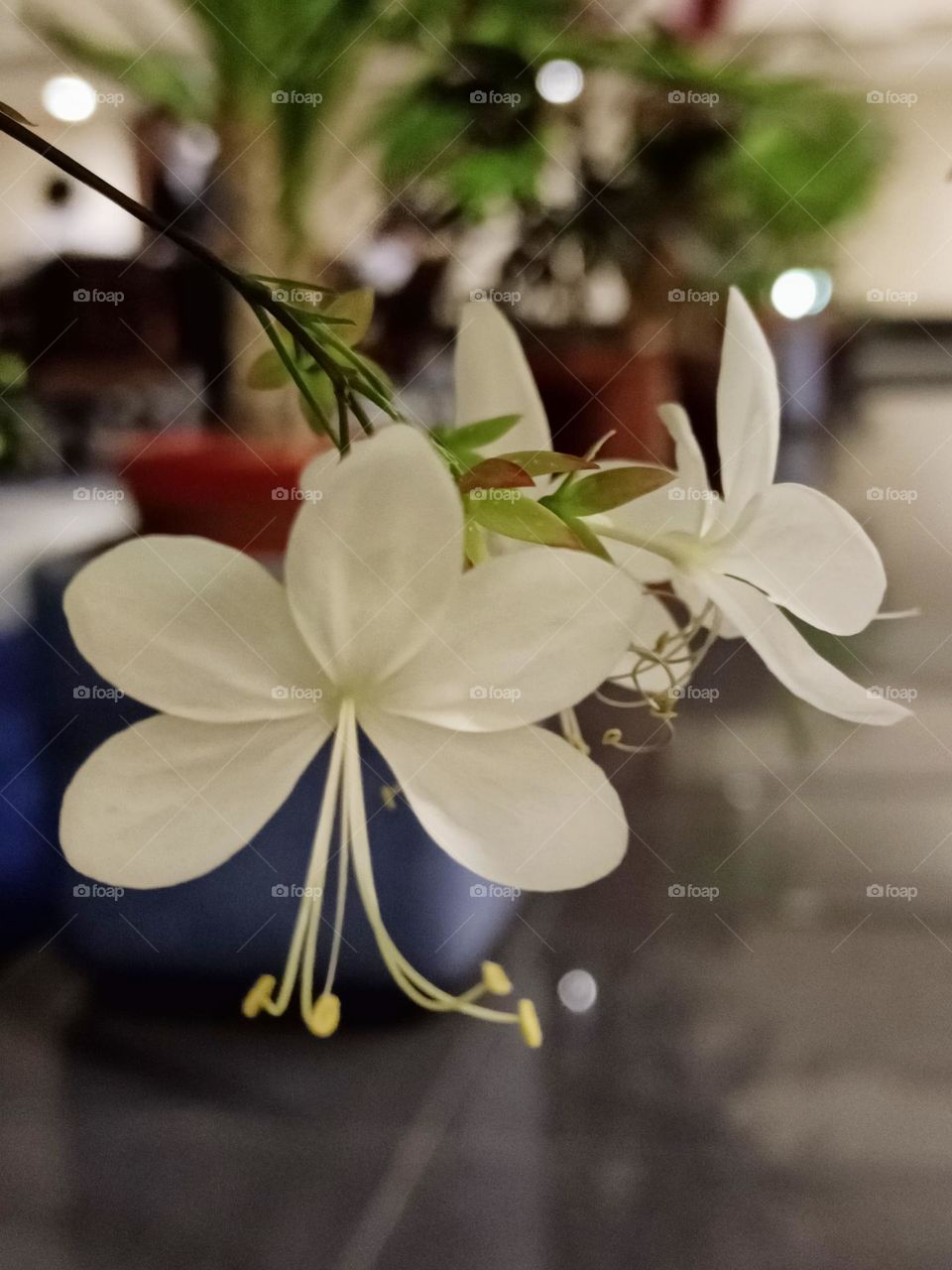 Clerodendrum laevifolium