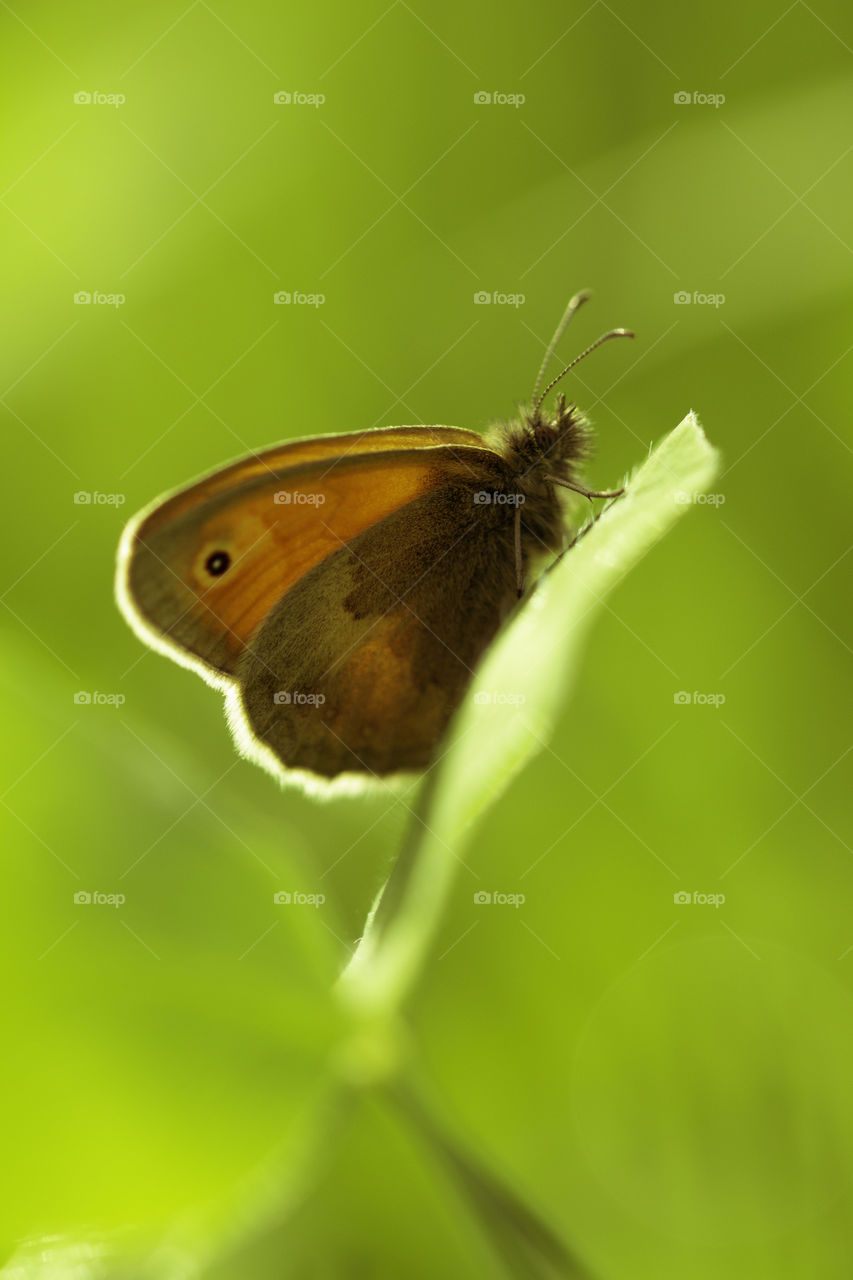 orange butterfly on green grass