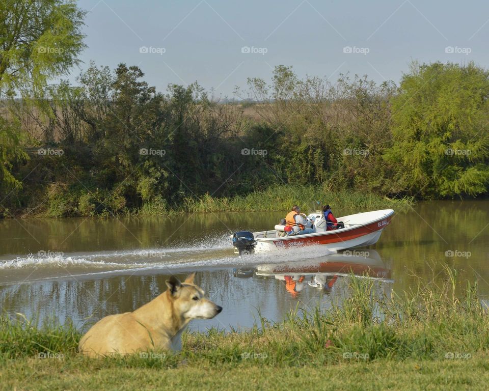 perrito a la vera del riacho