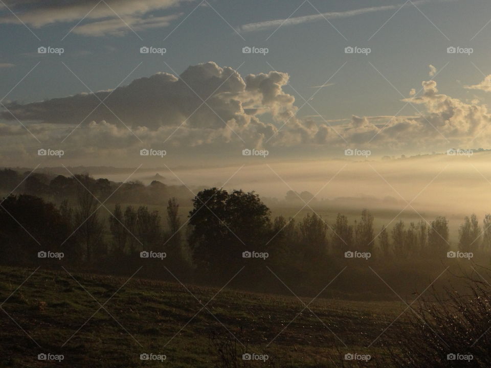 Trees against sky at foggy weather