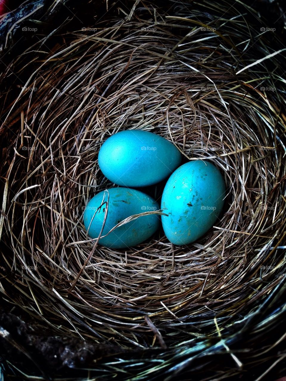 High angle view of eggs in bird nest