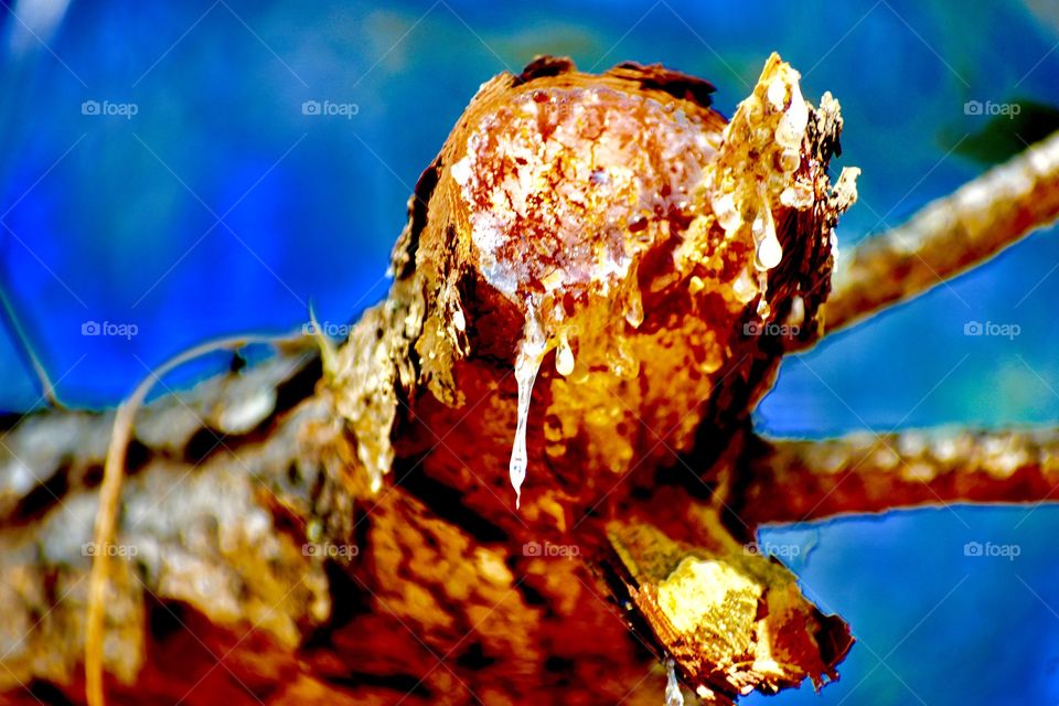Pine sap