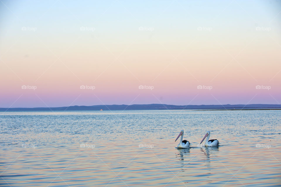 evening color and pelican