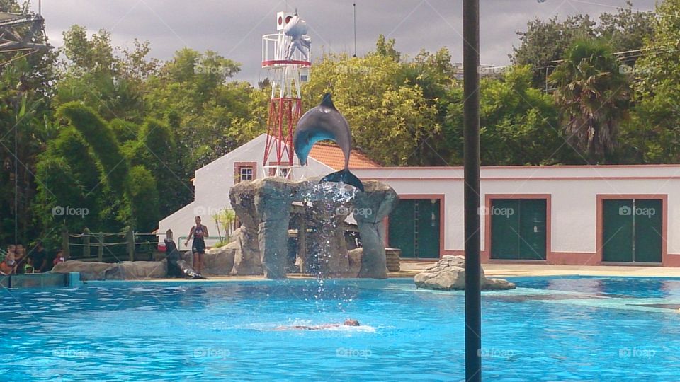 Dolphin in the air. the most beautiful thing