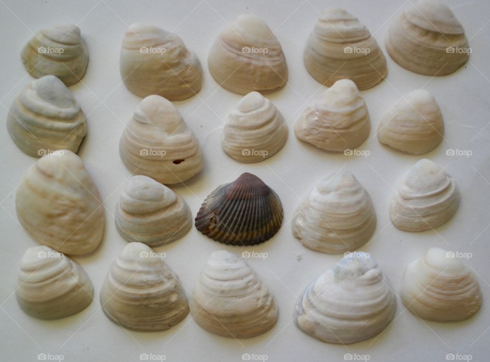 Seashells 