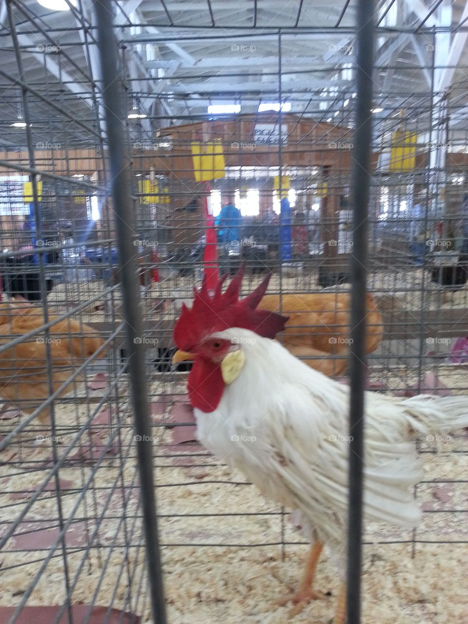 4H Rooster