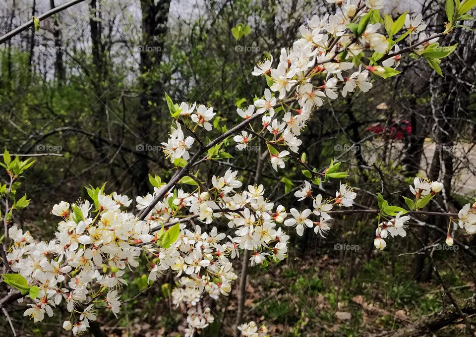 Spring 