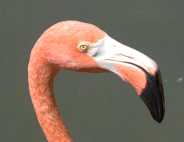 Pink Flamingo eye 