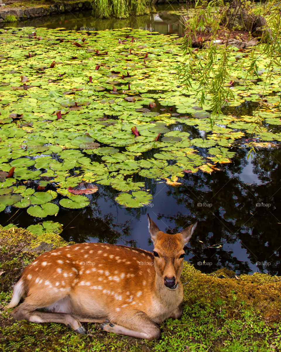 Spotted Deer