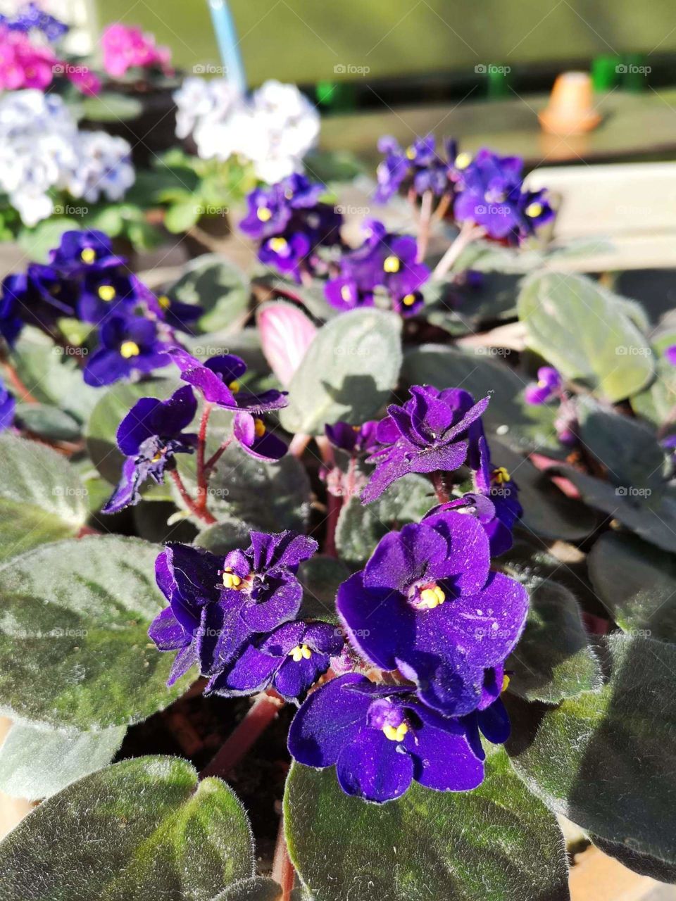 amazing purple flowers 💐