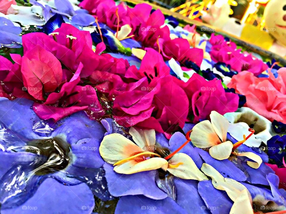 🌼🌻🌺🌸🌹🌷