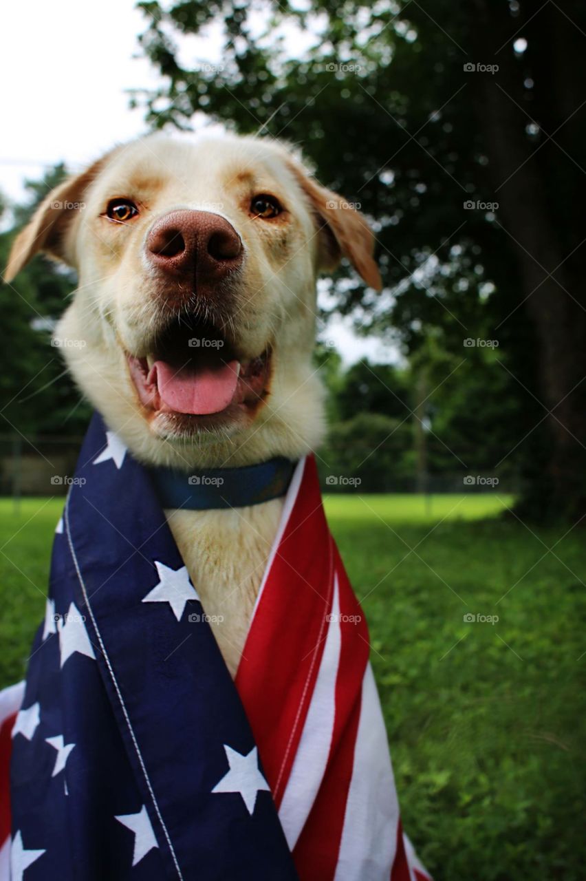 American Dog