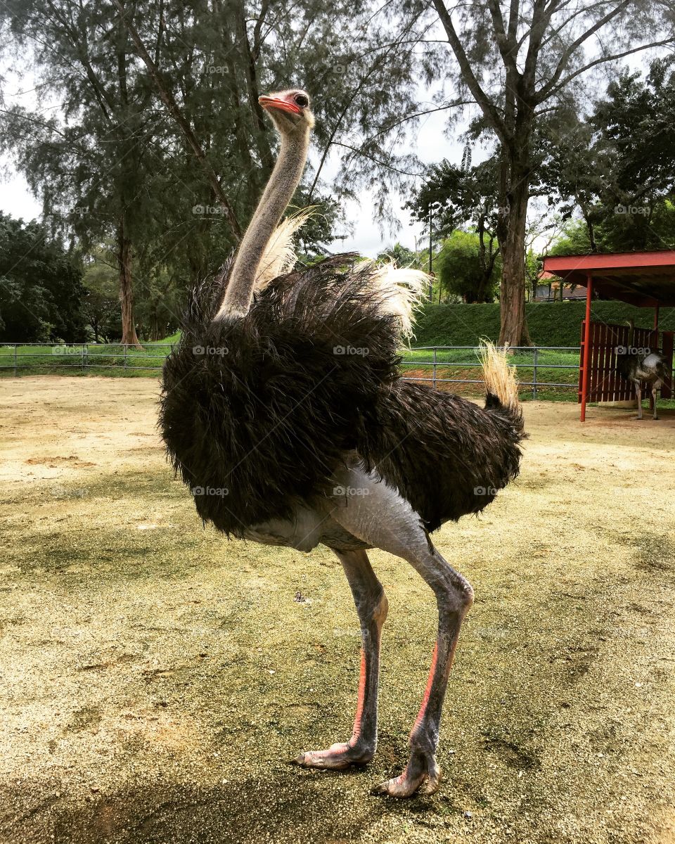 The ostrich in the farm