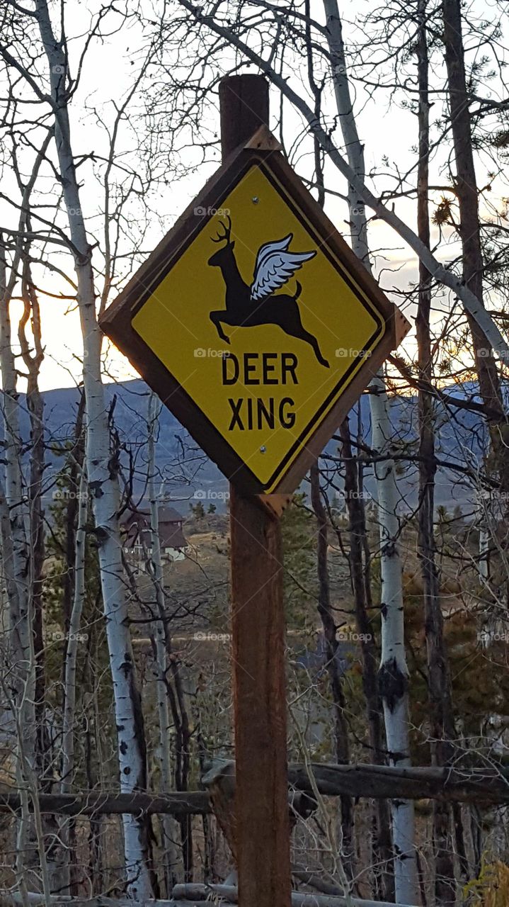 Deer xing