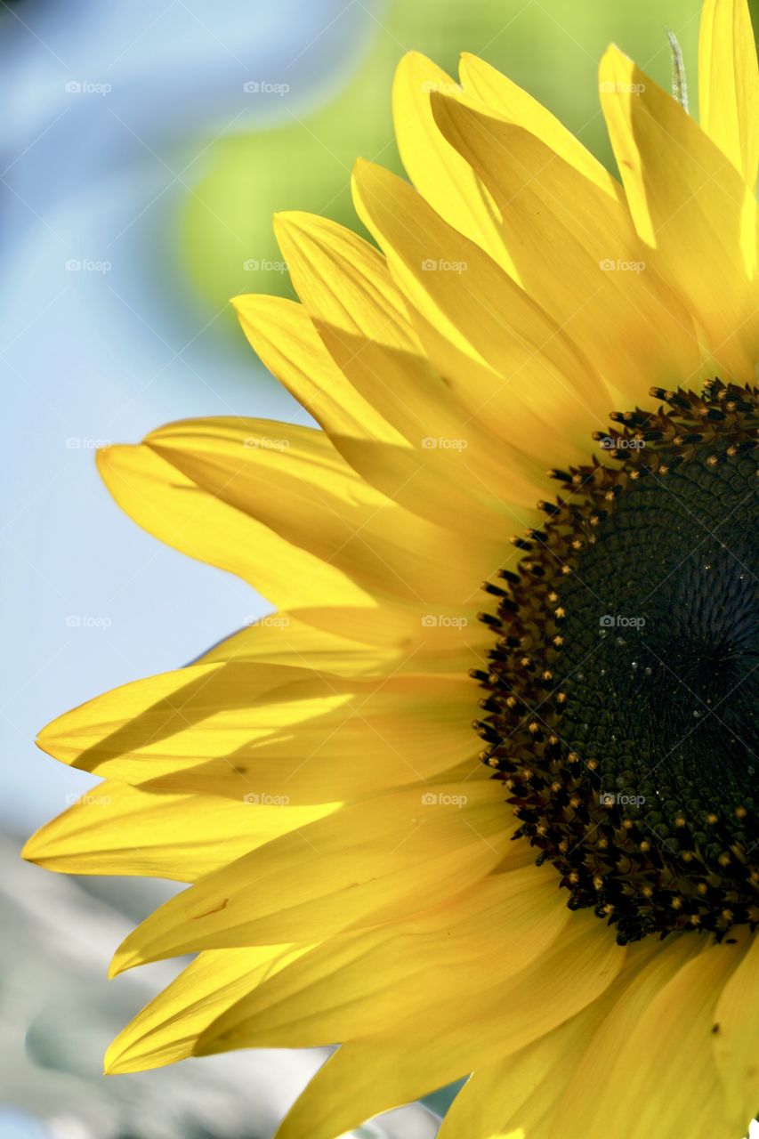 A sunflower in bloom. 