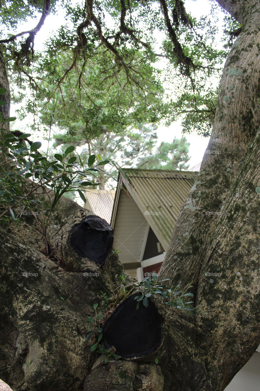 Morando com a natureza