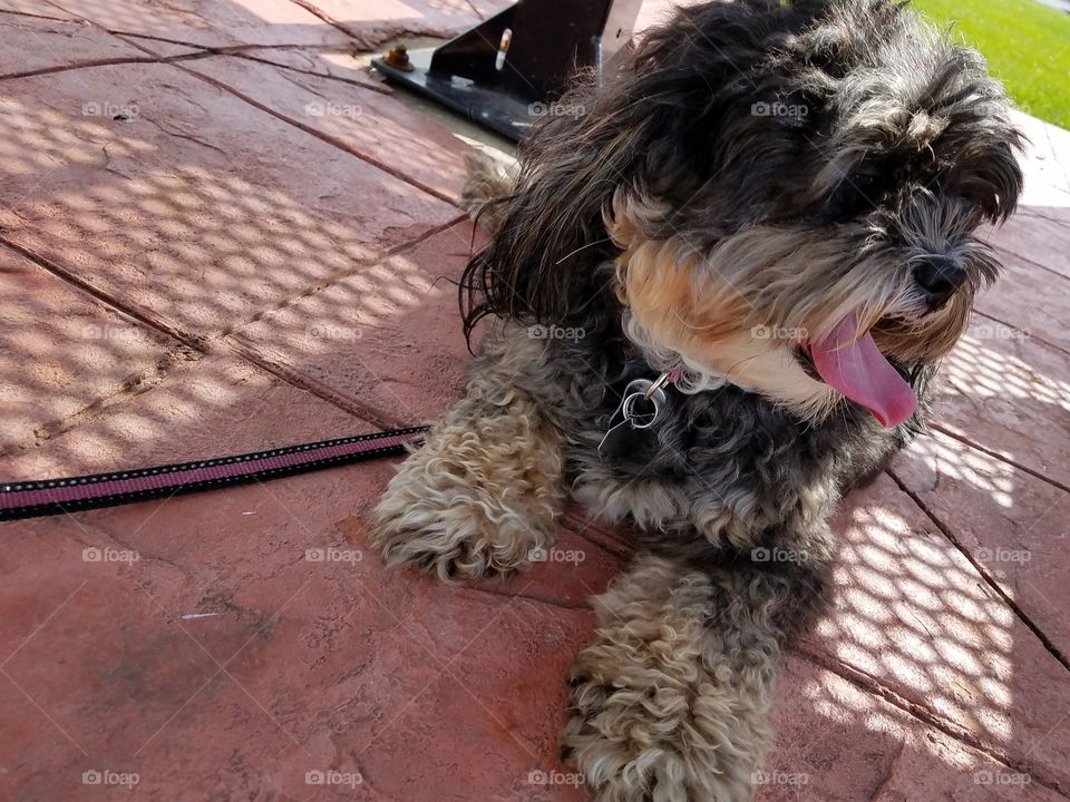 Dog Seeking Shade