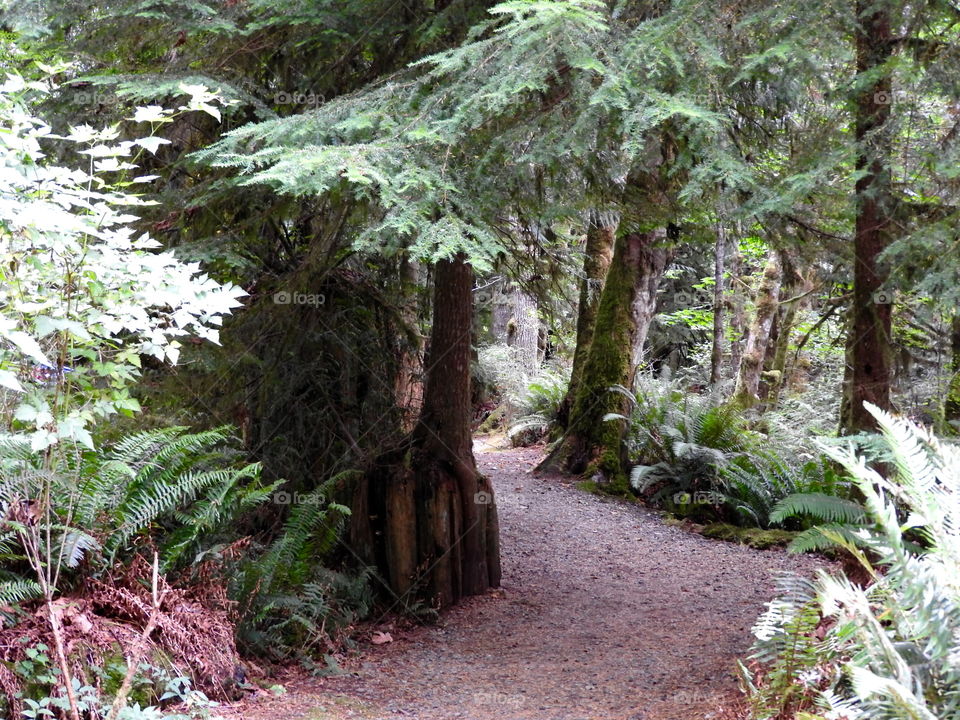 Magical Forest Rosewall Creek Vanxouver island