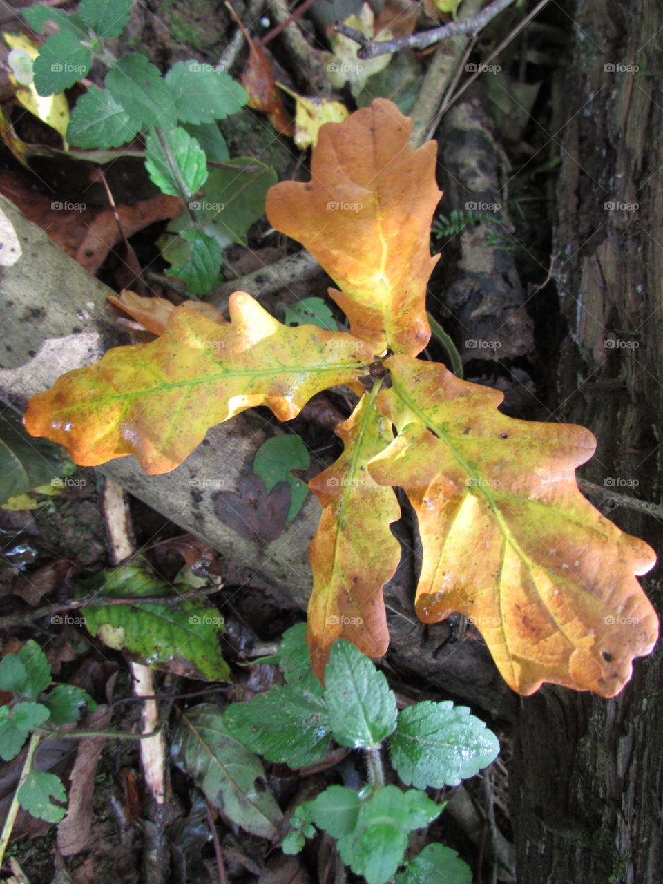 Oak leaves