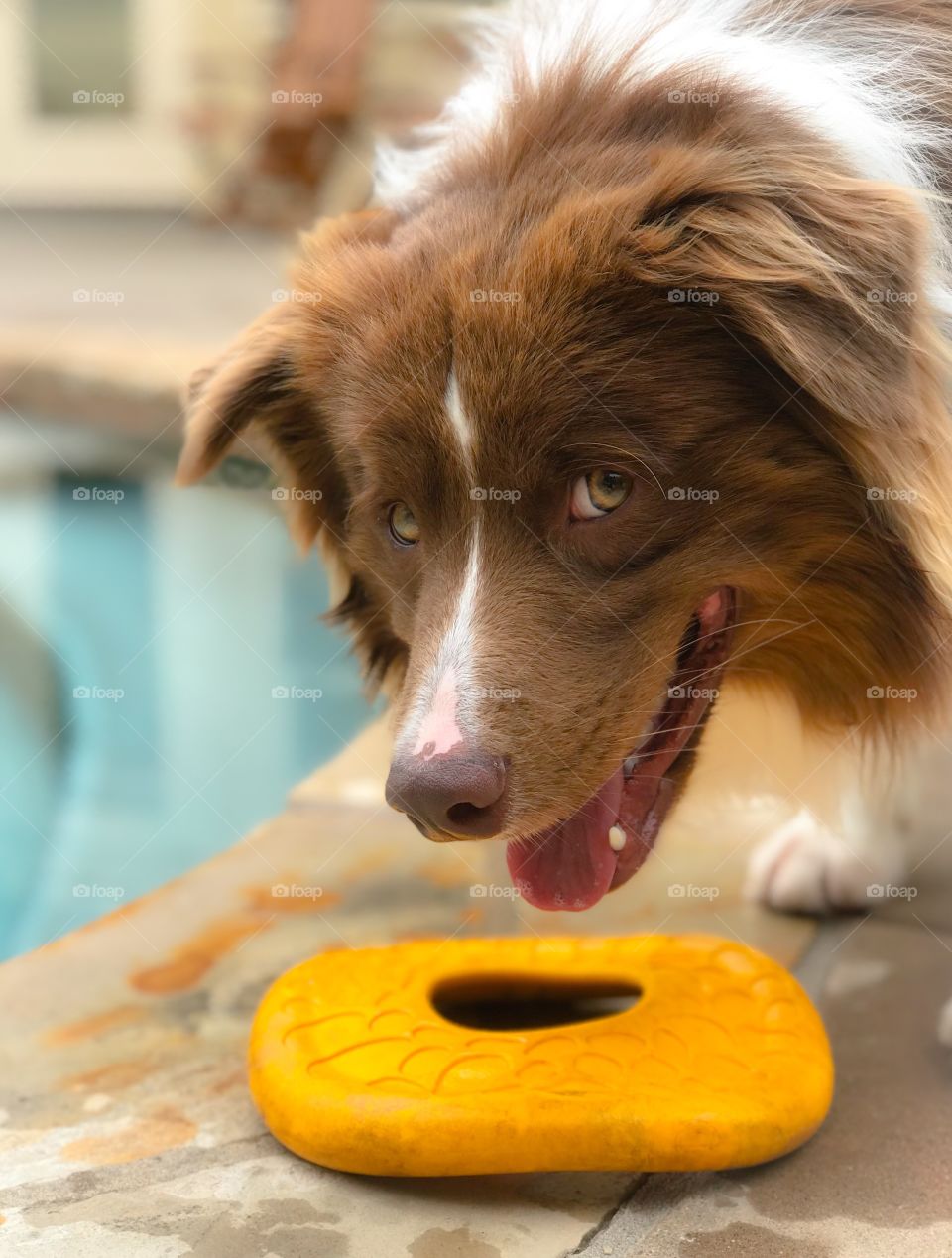 Border collie playing with frisbee