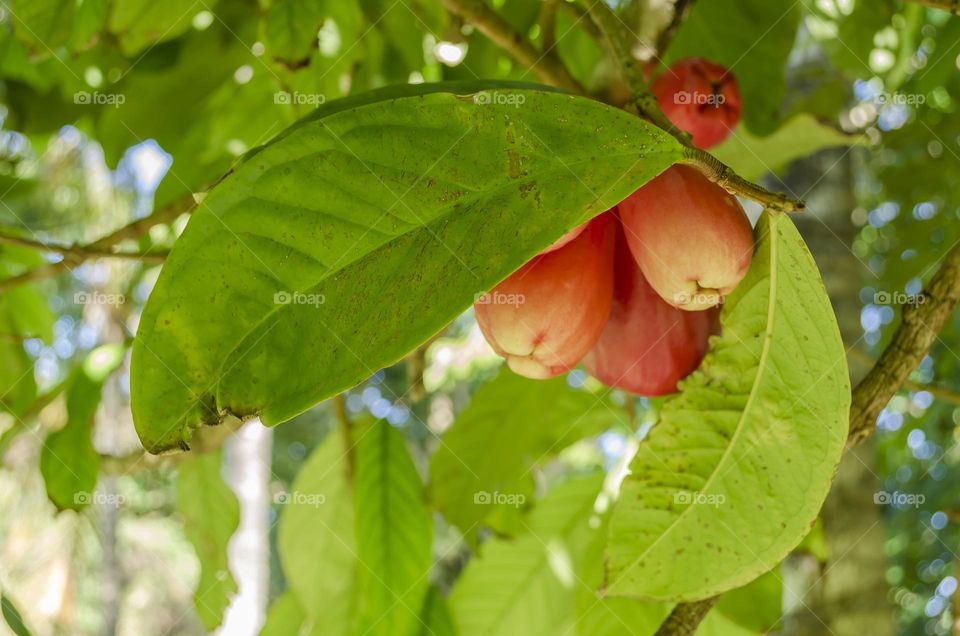 Leaf Of The Otaheite Tree