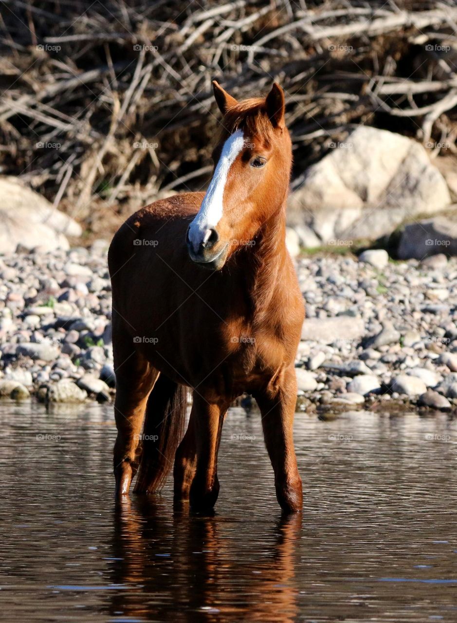 Wild Horse in Salt River