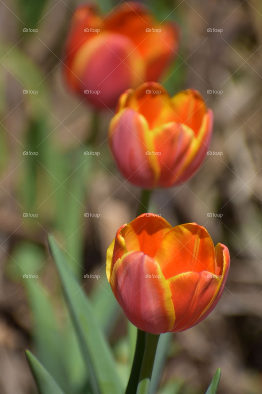 Bright tulips in bloom