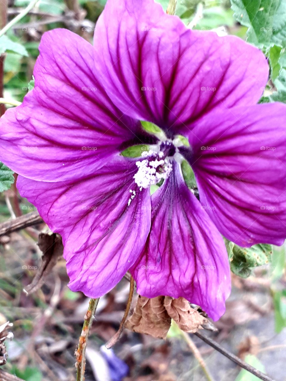 summer meadow flowers in autumn  - purple mallow