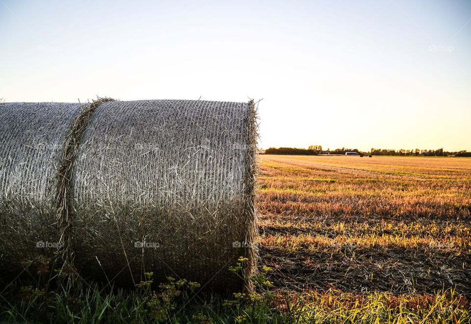 Farming