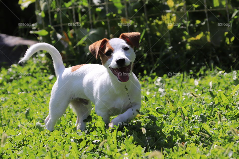 Smiling on the grass