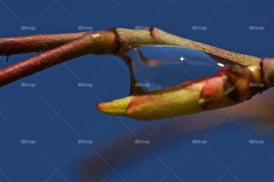 Dew drop on branch