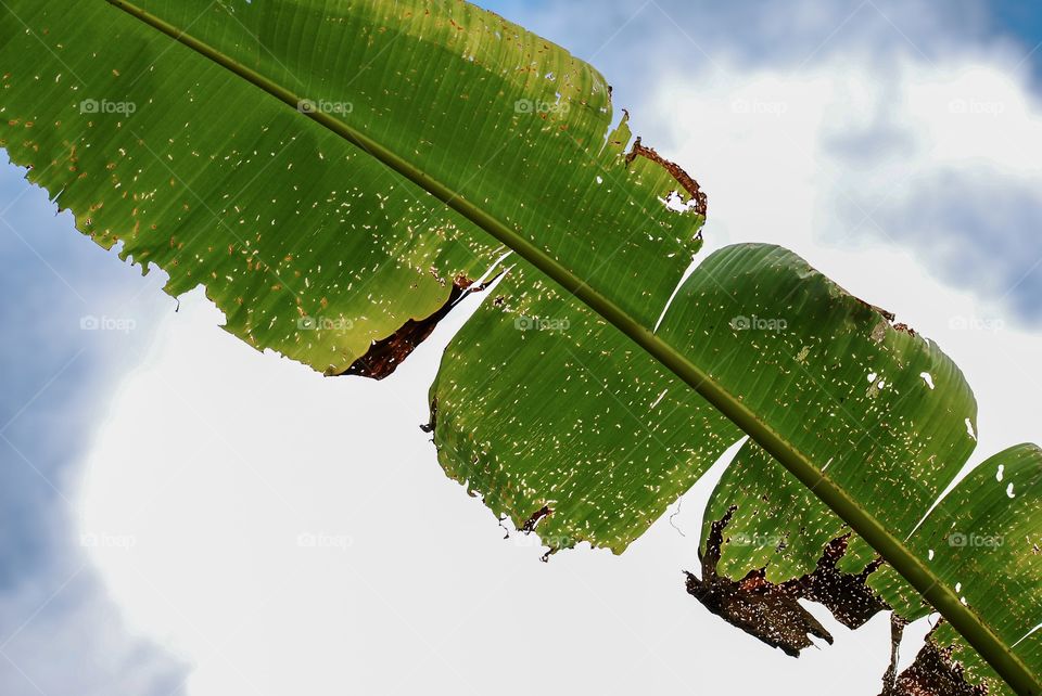 Banana leaf sky background 