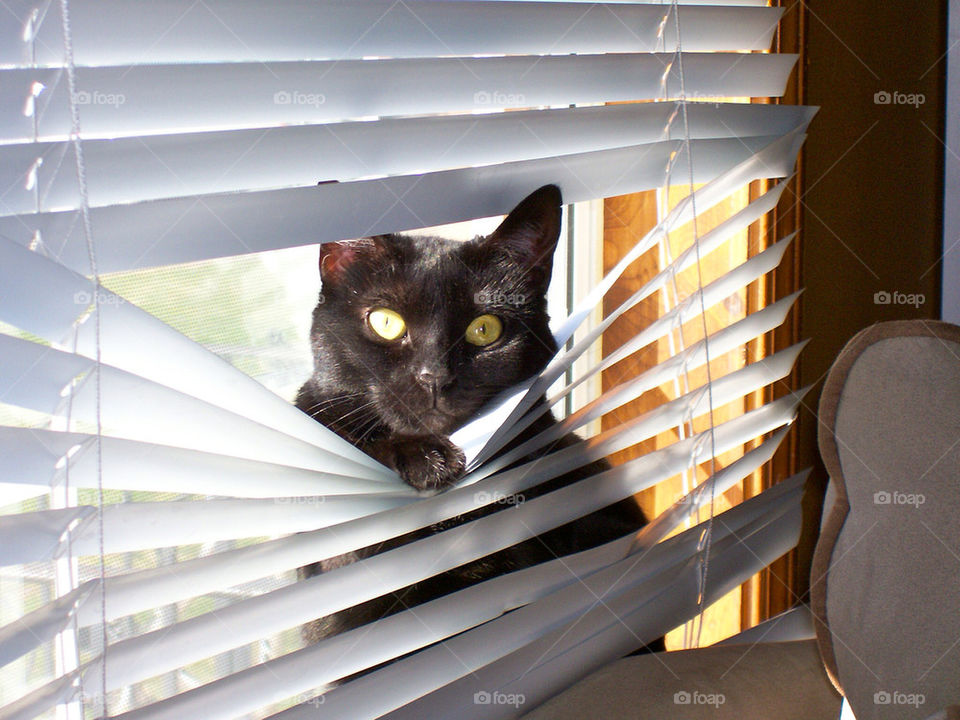 cat cats window cute by cable