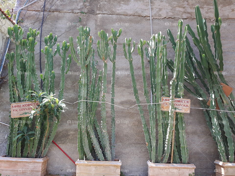 Just some enormous cacti