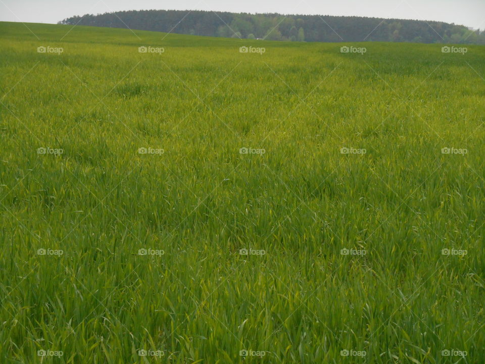 Field, Grass, Rural, Hayfield, Pasture