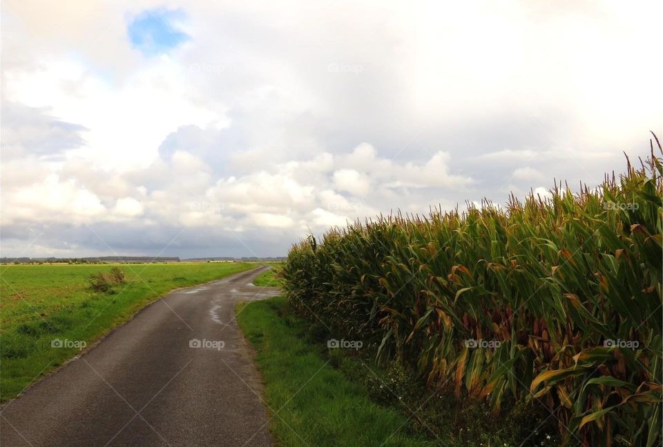 rural landscape