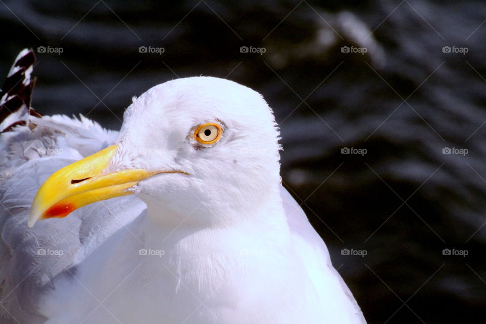 Seagul.. A seagul watching me taking his picture.